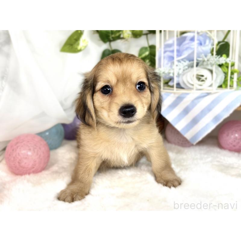 成約済の滋賀県のチワックス:チワワ×ミニチュアダックスフンド-413323の4枚目